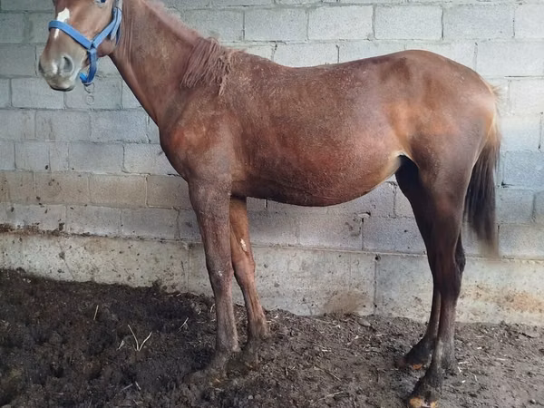 Horse (M), Russian Don — Kyrgyzstan