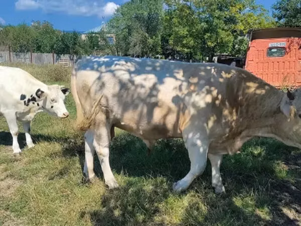Vache, Bovins — Géorgie