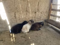 Ram, Sheep — photo 1