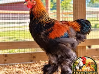 Brahma — foto 2