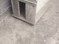 It yuvasi satilir qiymet 50 manat Yeni Ramani da yerlewir qiymet sondu — φωτογραφία 1