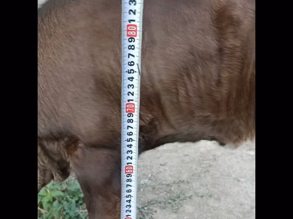 Bou, Swiss cattle — Kârgâzstan