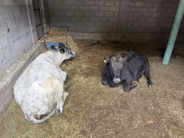 Sapi, Swiss cattle