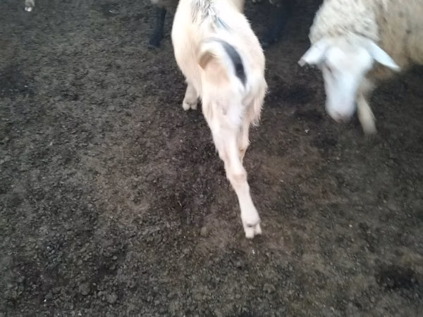 Billy Goat, Goats — Moldova
