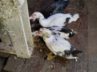 Ducks — عکس 3