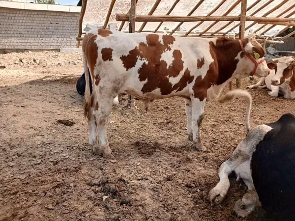 Bull, Simmental cattle — Uzbekistan