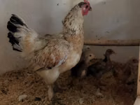 Chickens — photo 2