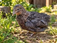 Quails — photo 2