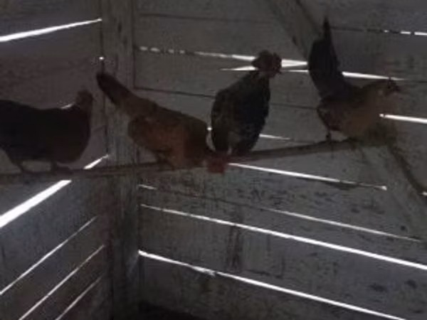 Chickens