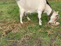 母山羊, Goats — 照片 1