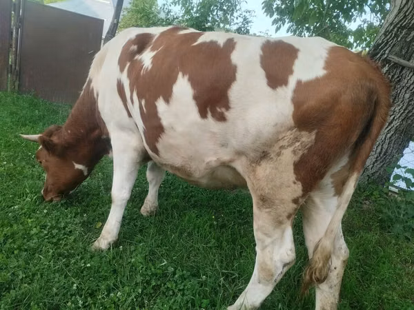 Krava, Simmental cattle — Азербејџан