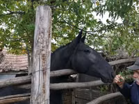 Модиён, Nonius horse — акс 5