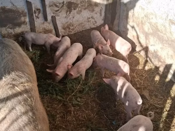 Cerda, Cerdos — Hungría