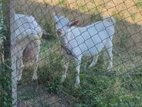 Billy Goat, Saanen goat — photo 3