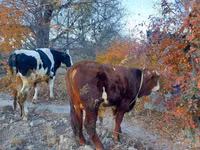 Cattle (batch, sex not specified), Simmental cattle — photo 1