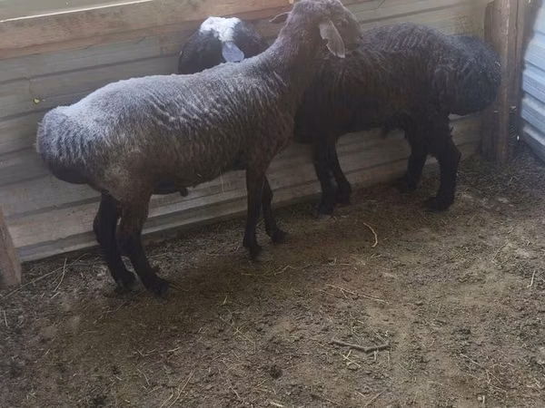 Ram, Sheep — Uzbekistan