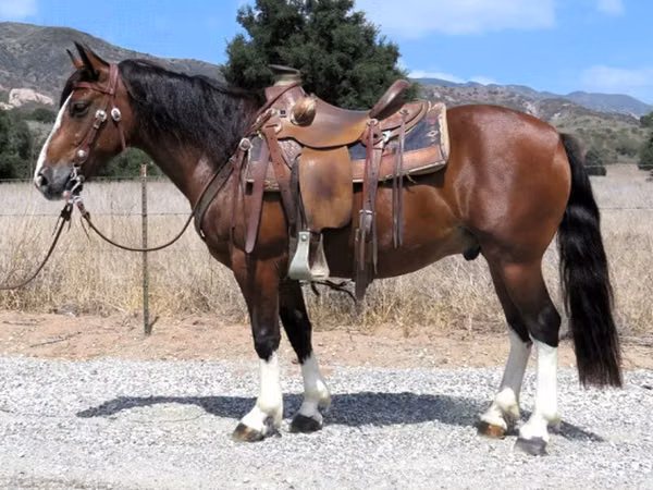 Horse (M), Quarter Horse