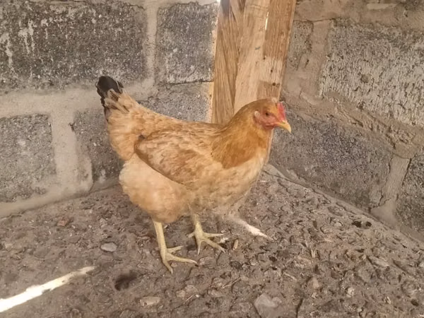 শামো চিকেন