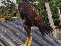 Chickens — عکس 2