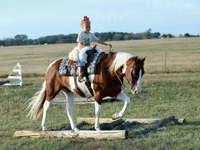 घोड़ा, Quarter Horse — फ़ोटो 4