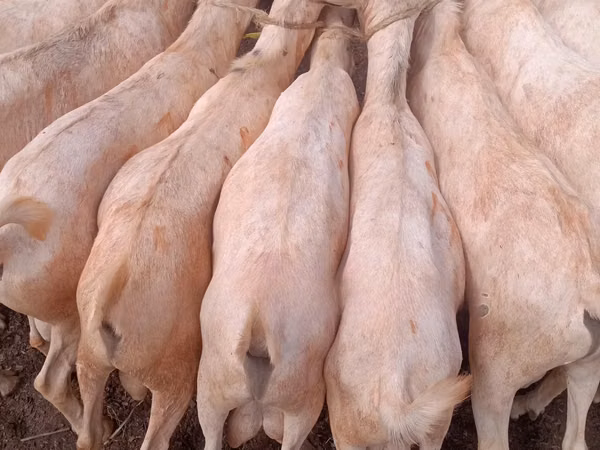 山羊（批次，未指定性别）, Somali goats