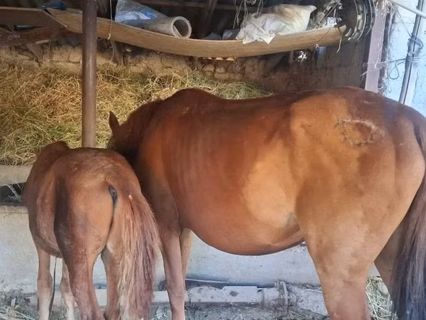 Mare, Horses — Kazakhstan