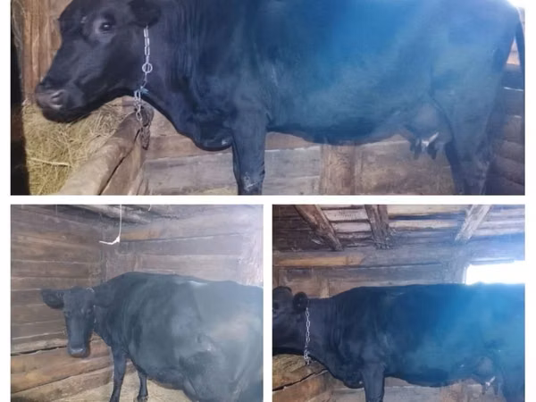 Vacă, Aberdeen-Angus