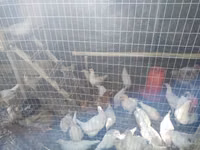 Chickens — Foto 2