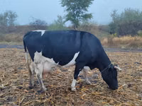 Vacă, Russian Black pied cattle — foto 2