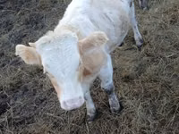 Bulle, Simmental cattle — Foto 2