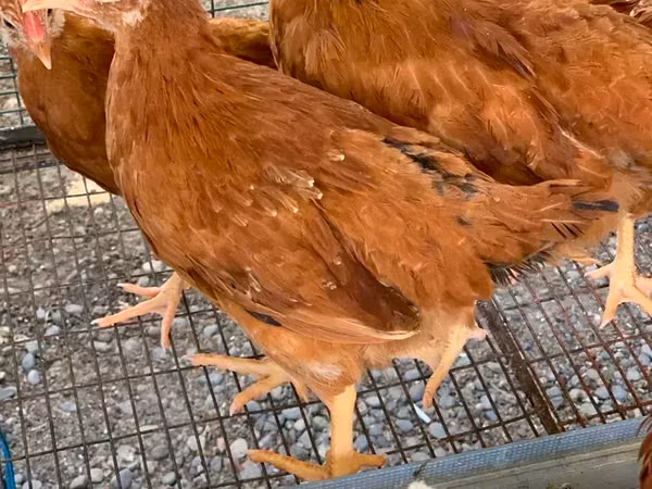 Chickens — آرمینیا
