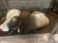 सांड, Simmental cattle — फ़ोटो 4