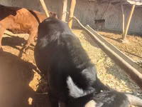 公牛, Cattle — 照片 5