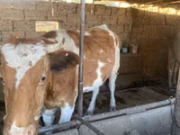 Krava, Simmental cattle — foto 2