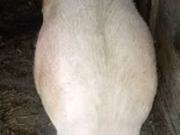Säue, Schweine — Foto 3
