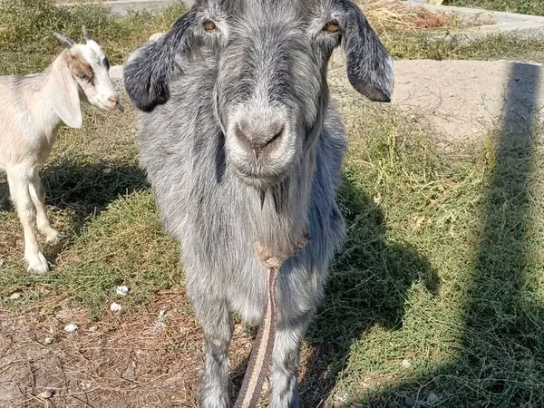 Kambing betina, Goats — Kyrgyzstan