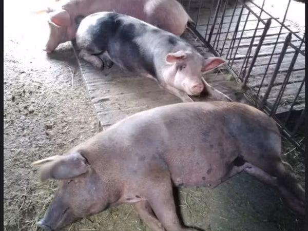 Boar, Pigs — Moldova