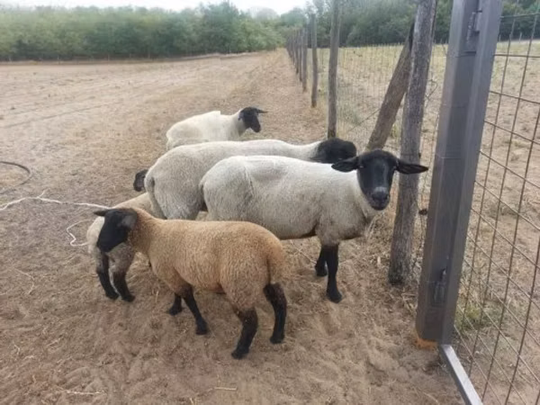 Sheep, White Suffolk sheep