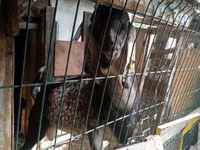 Keçi, Nubian Goat — foto 4