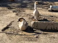 Geese — عکس 2