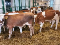گاو نر, Simmental cattle — عکس 3