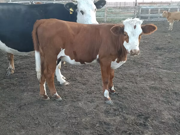 Vaca, Simmental cattle — Kazajistán