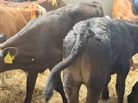İribuynuzlu mal-qara (partiya, cinsi göstərilməyib), Simmental cattle — foto 6