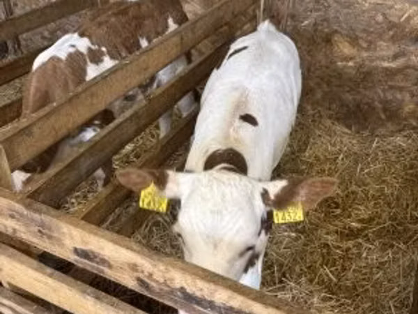 Cow, British White Cow