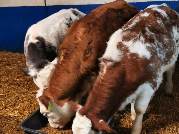 Бух, Simmental cattle