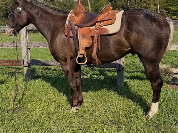 Horse (M), Appaloosa