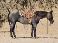 Koń, Quarter Horse — zdjęcie 5