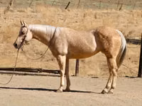 Kobila, Quarter Horse — fotografija 2
