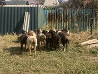 Sheep, Rhon sheep — photo 1
