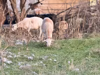 Biri-biri betina, Katum sheep — foto 3